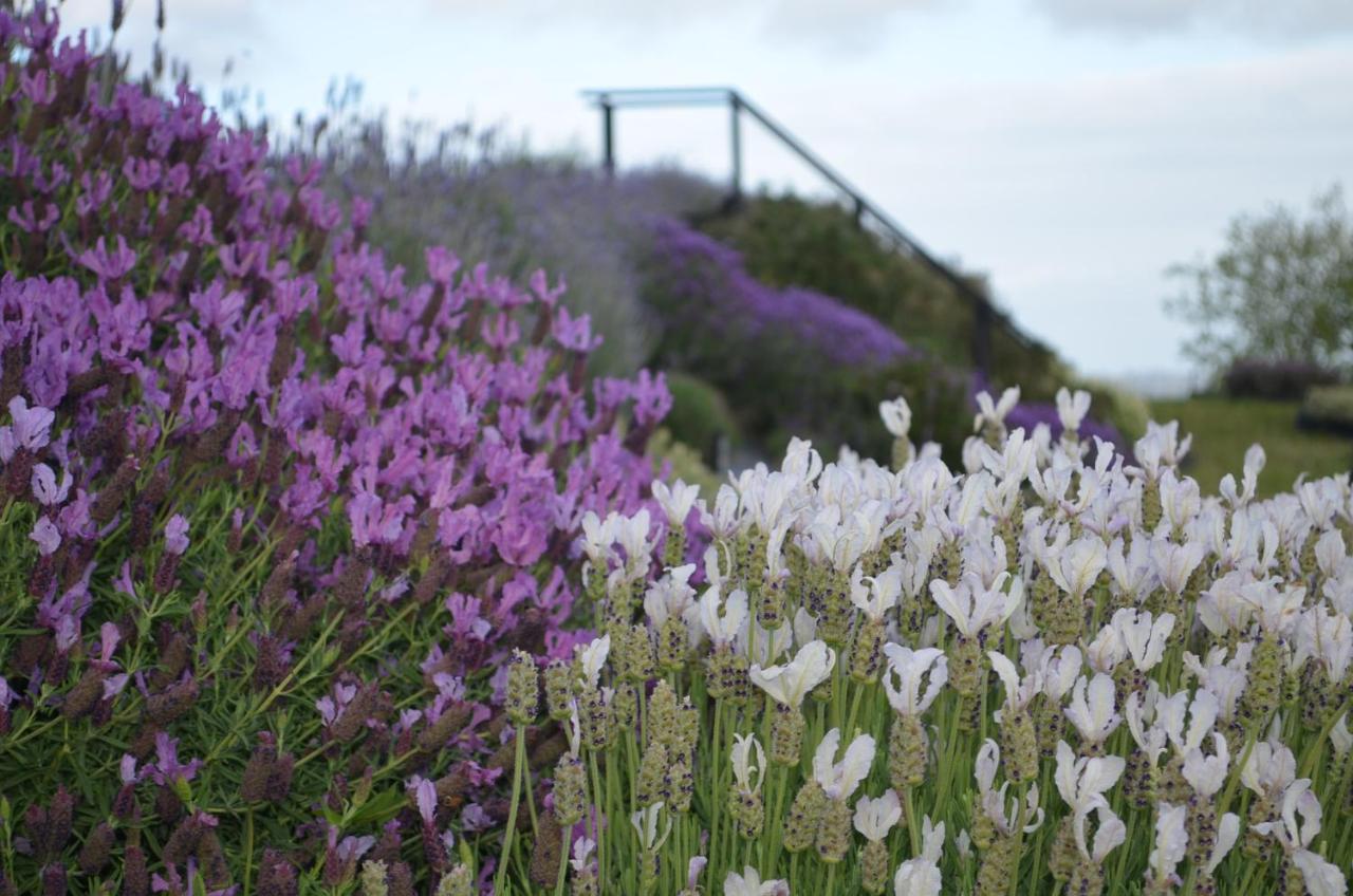Lavender Hill Bed and Breakfast Riverhead Buitenkant foto