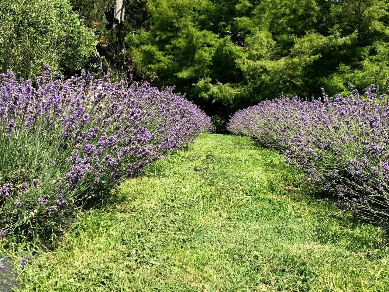 Lavender Hill Bed and Breakfast Riverhead Buitenkant foto